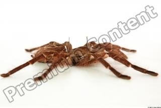 Theraphosa blondi 0048